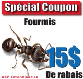 Extermination Fourmis Coupon Rabais